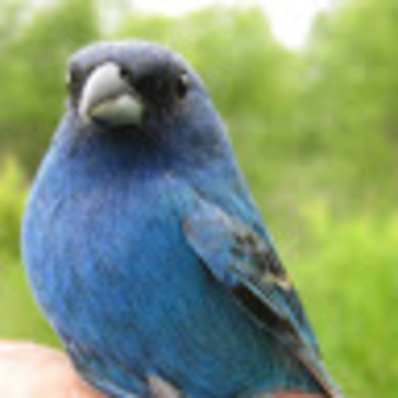 Meet your Posher, Ashley - Picture 1 of 1